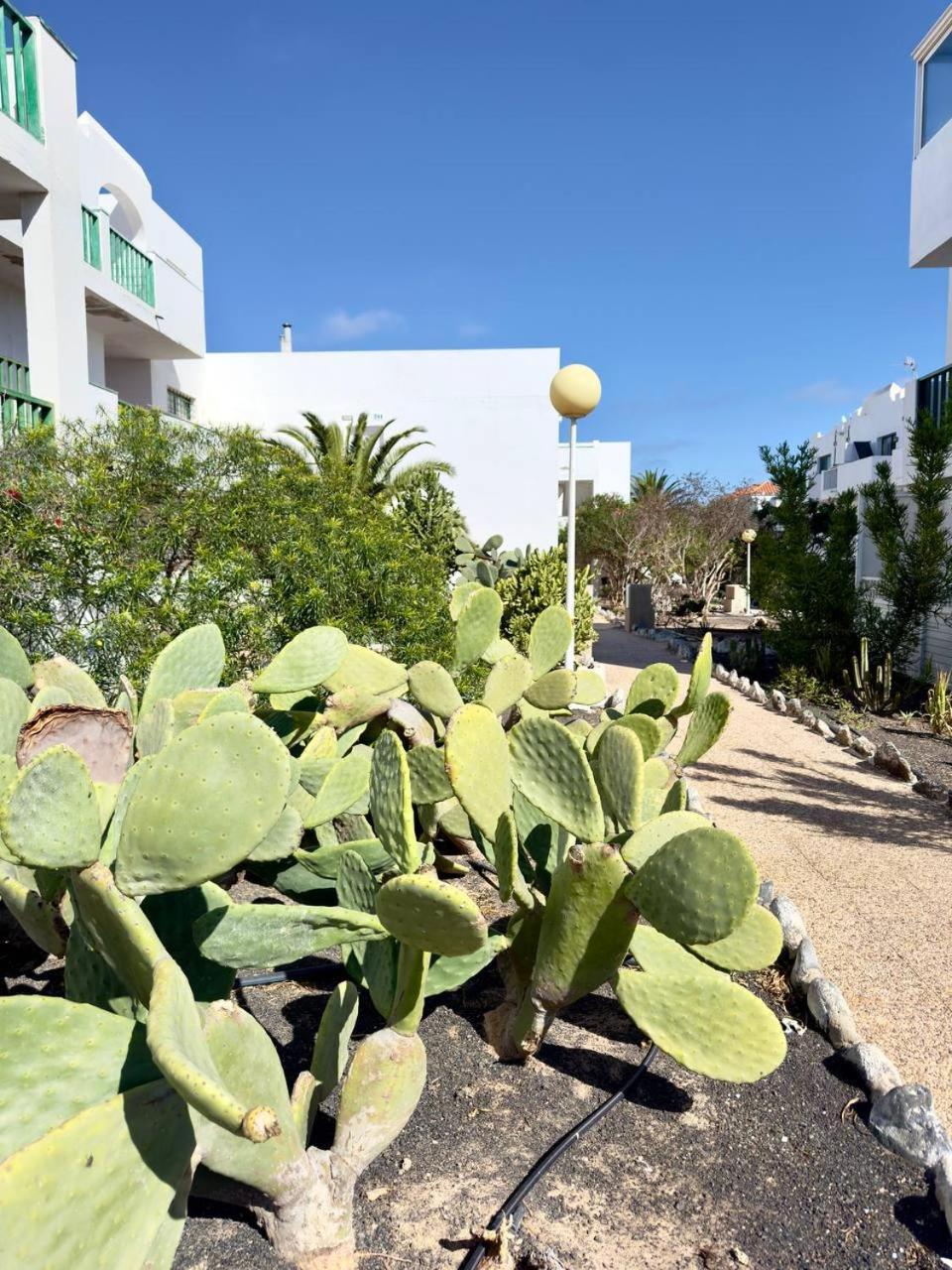 Casita Perla Blanca Daire Costa De Antigua Dış mekan fotoğraf